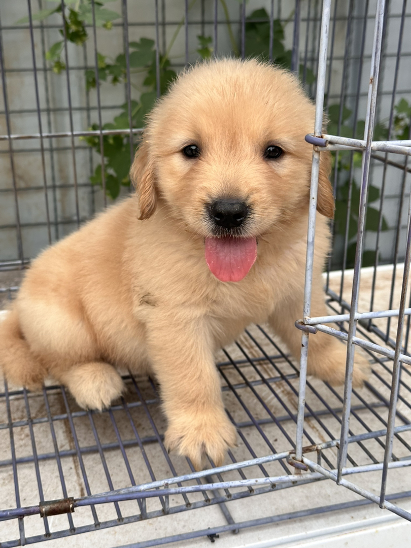 金毛幼犬，可爱活泼，性格温顺，适合家庭养殖