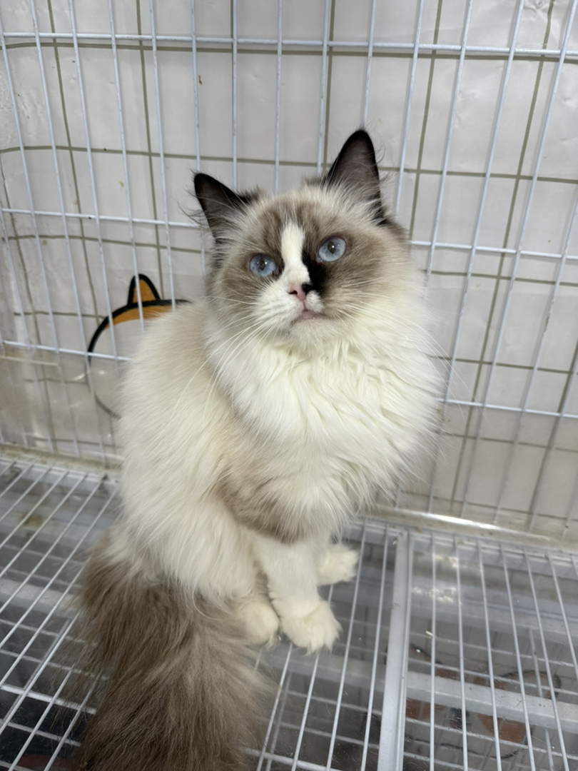 海双布偶妹妹，温顺乖巧，可爱个性