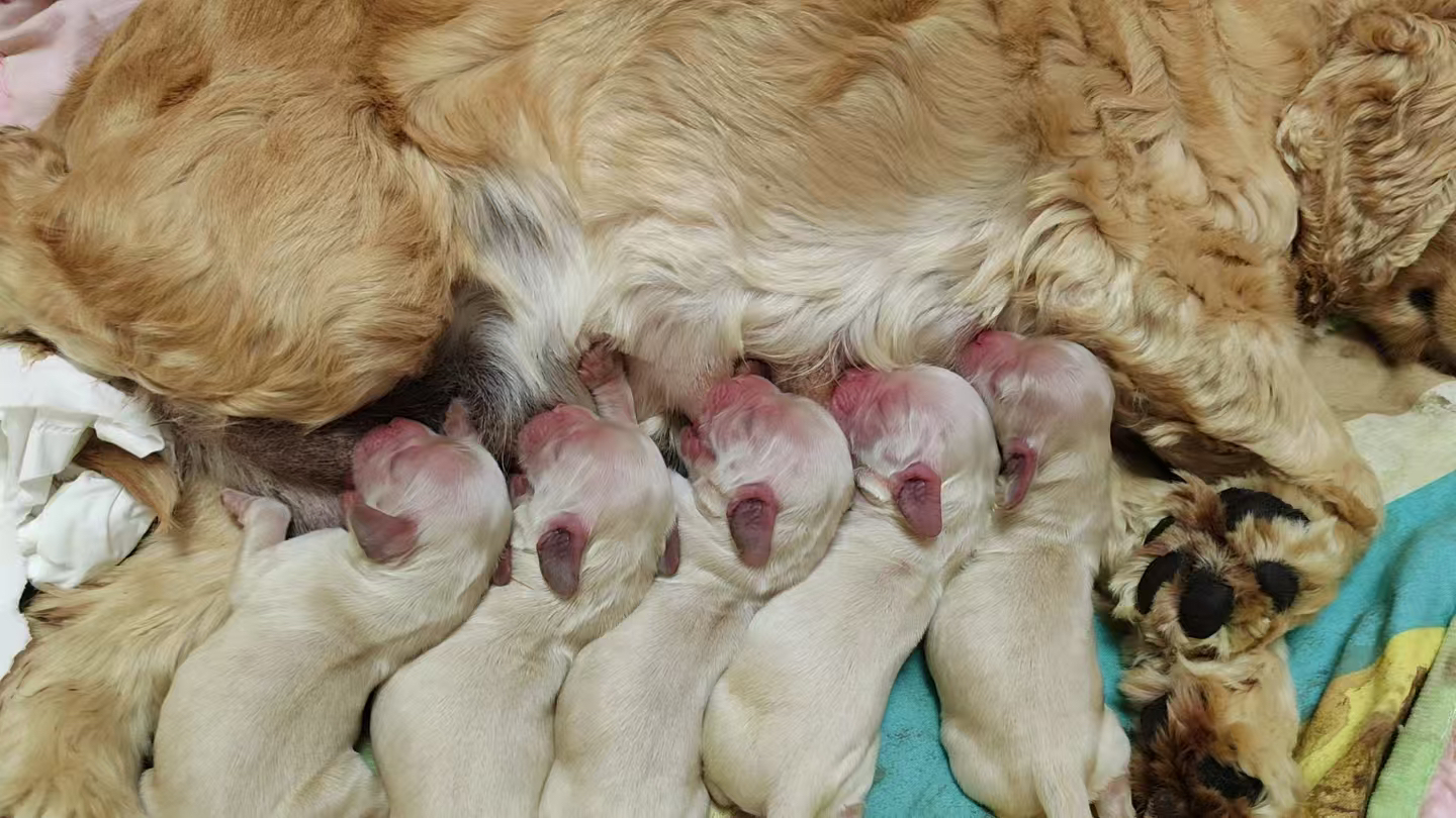 美卡自家繁育的新脸版美卡 迪士尼小狗