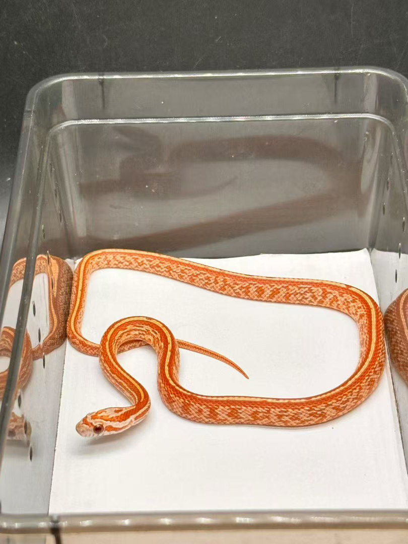 淡黑显直玉米蛇大苗包邮包活包风险好养适合新手稳冻，蛇不能也不需要打疫苗