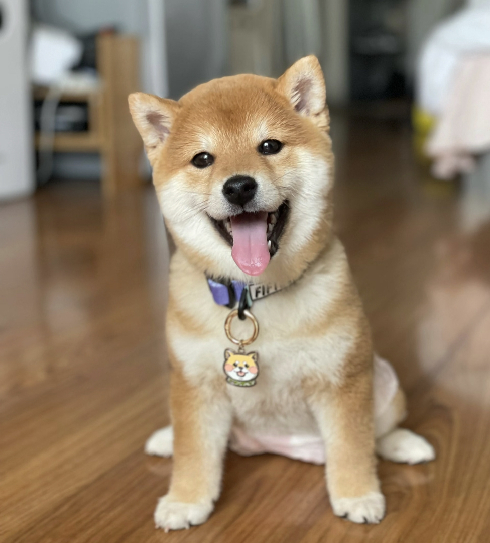 柴犬幼犬,笑容治愈,品相优良,可爱萌宠值得拥有