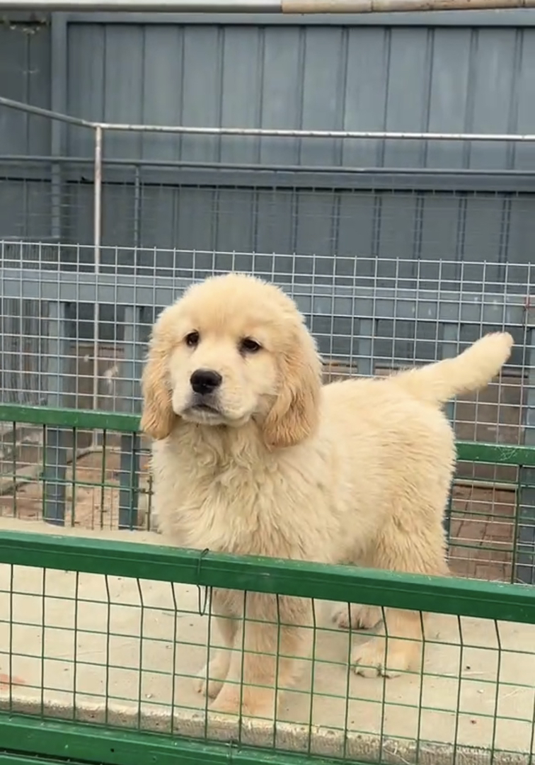 金毛