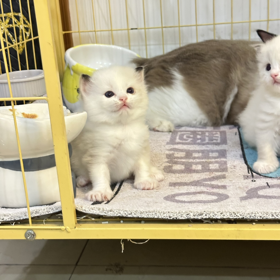 布偶猫，有想要的私信我哈❤️
