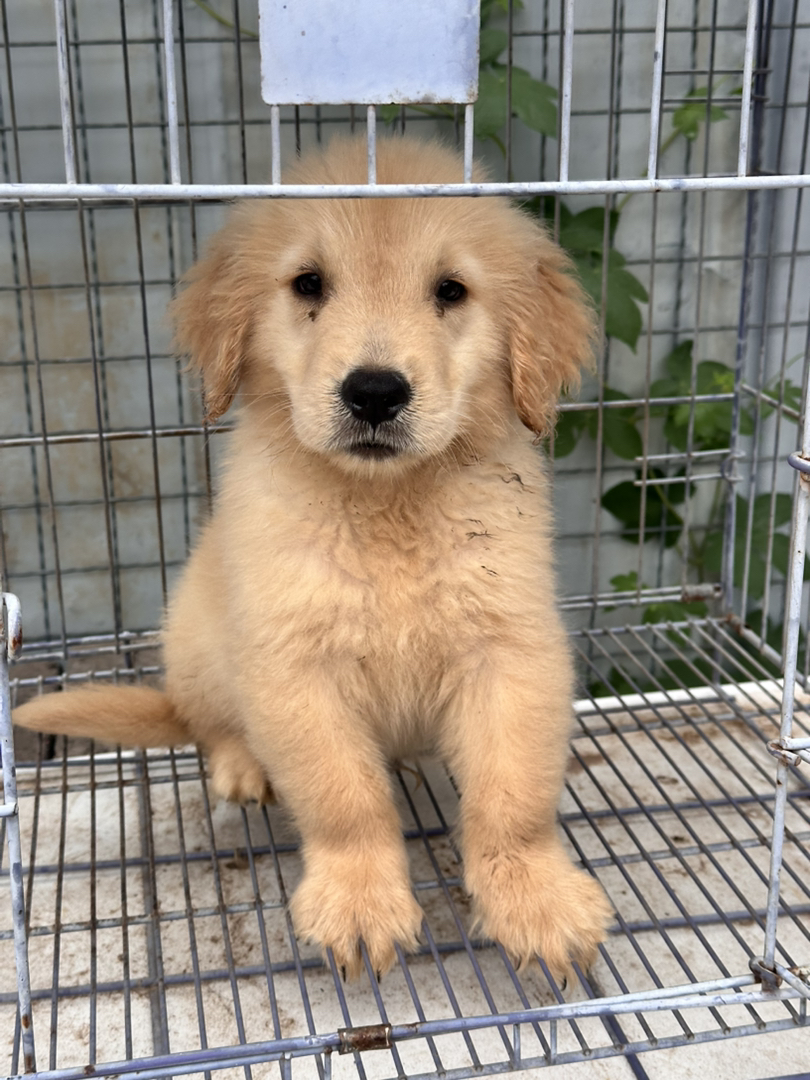 金毛幼犬，可爱活泼，性格温顺，适合家庭养殖