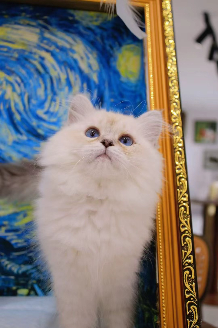 山猫布偶 布偶猫