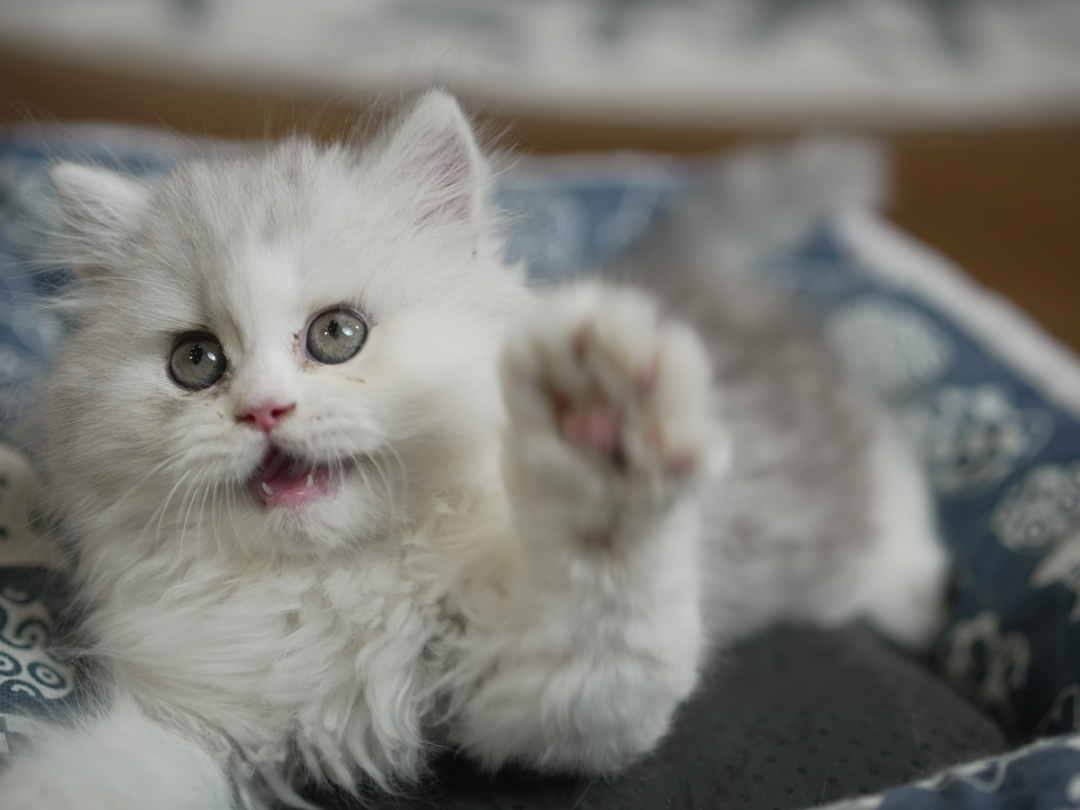 波斯猫幼崽，毛长蓬松，大眼萌态，优雅高贵惹人爱