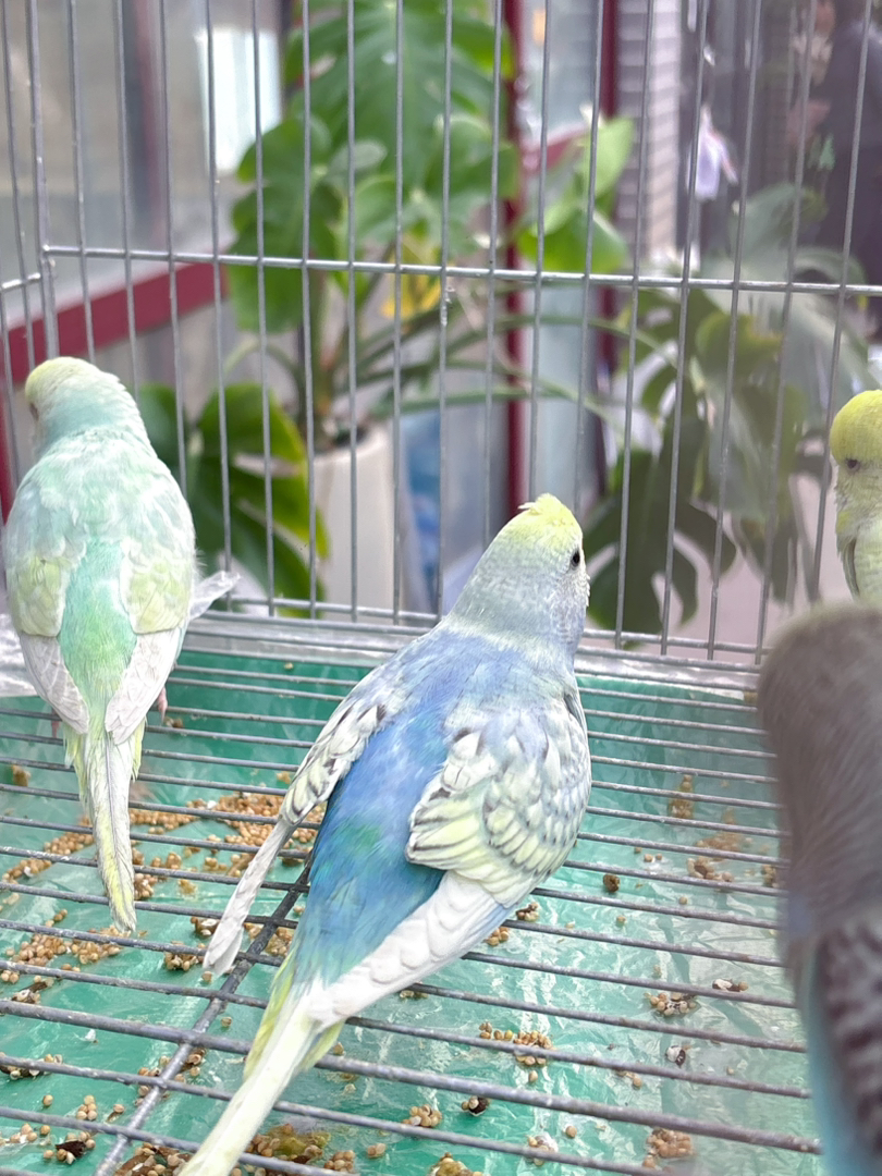 可爱虎皮鹦鹉，小巧玲珑，羽毛漂亮，易养宠物