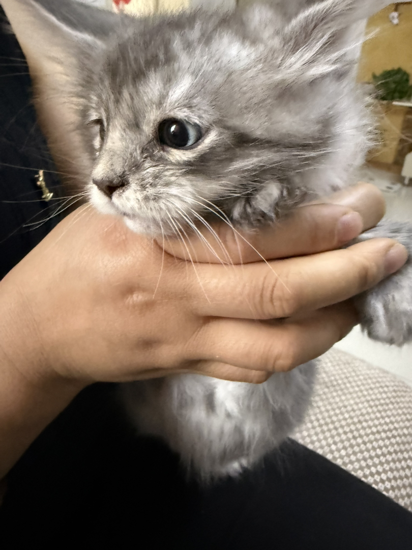 缅因银虎异瞳前七后七