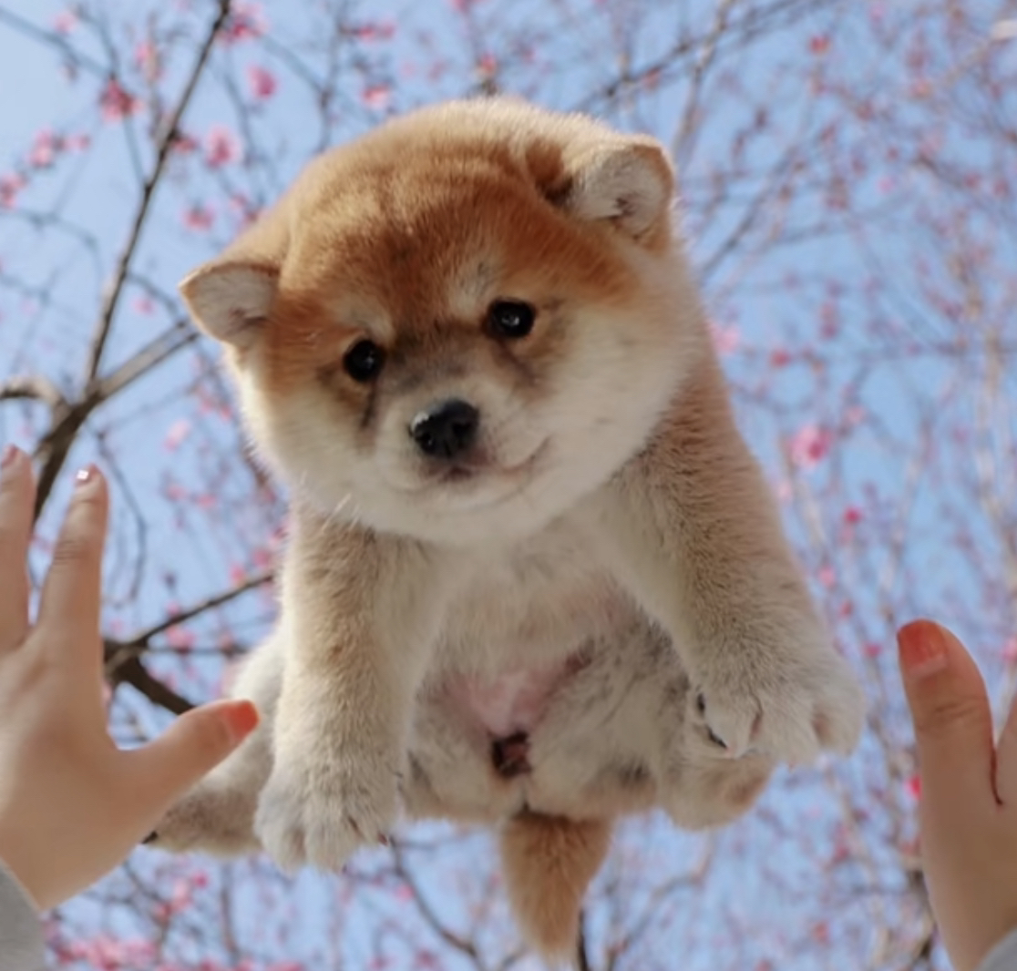 双血统柴犬❤️平台推荐
