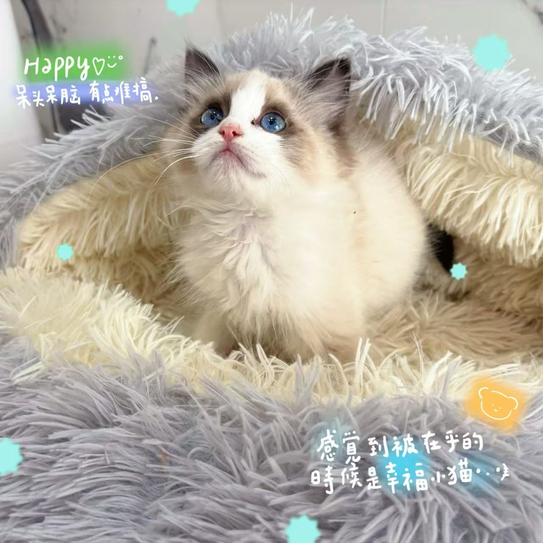 布偶猫
