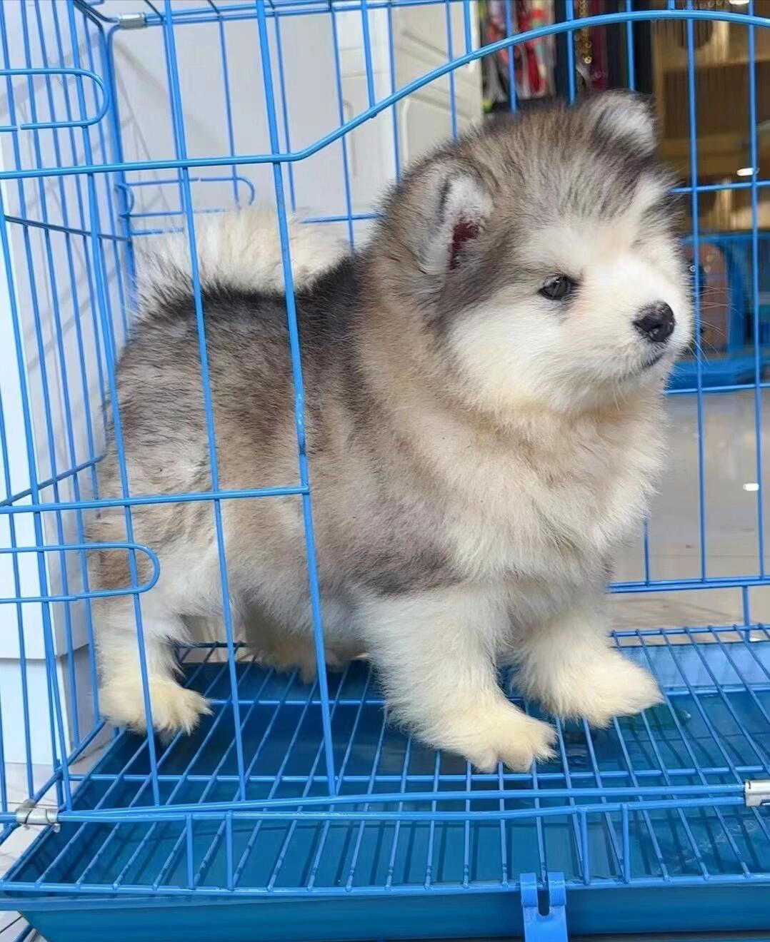 阿拉斯加幼犬，毛发蓬松，颜值高，忠诚可爱的伙伴