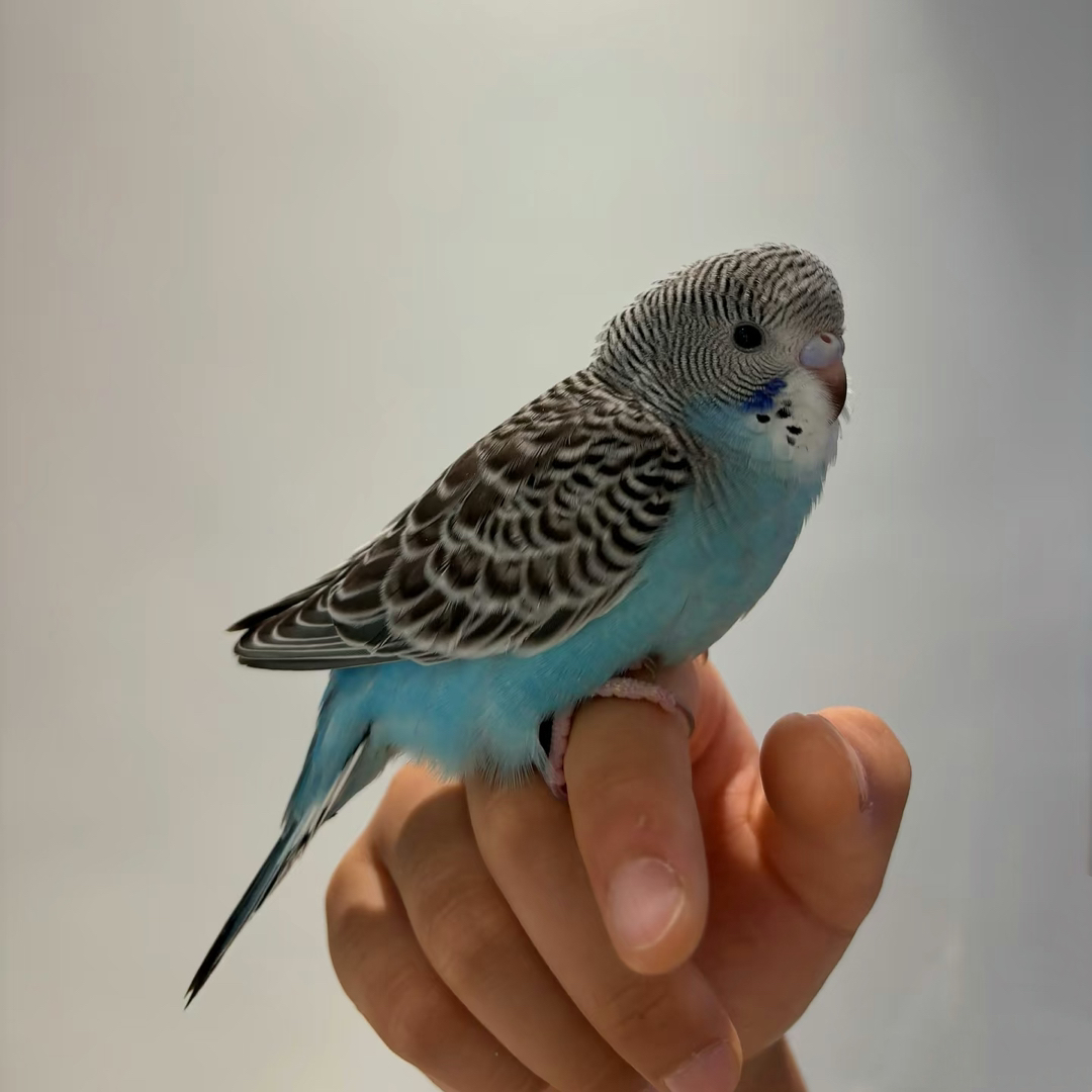 虎皮鹦鹉颜色可选包邮包活包风险好养适合新手