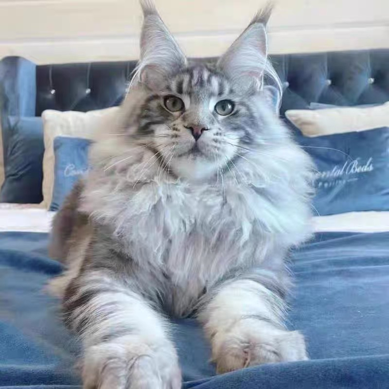 缅因猫,毛发浓密似狮,威风凛凛,温柔巨人可盐可甜