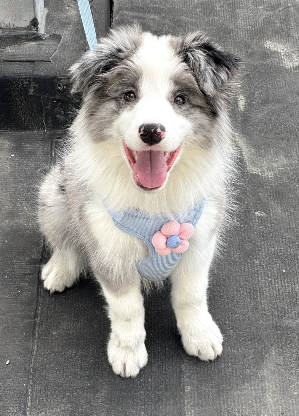 双血统顶级陨石色边境牧羊犬