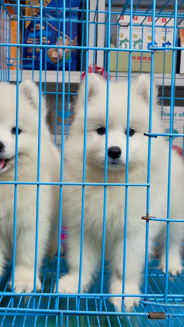 萨摩耶幼犬,颜值超高,毛白如雪,温顺可爱好伴侣