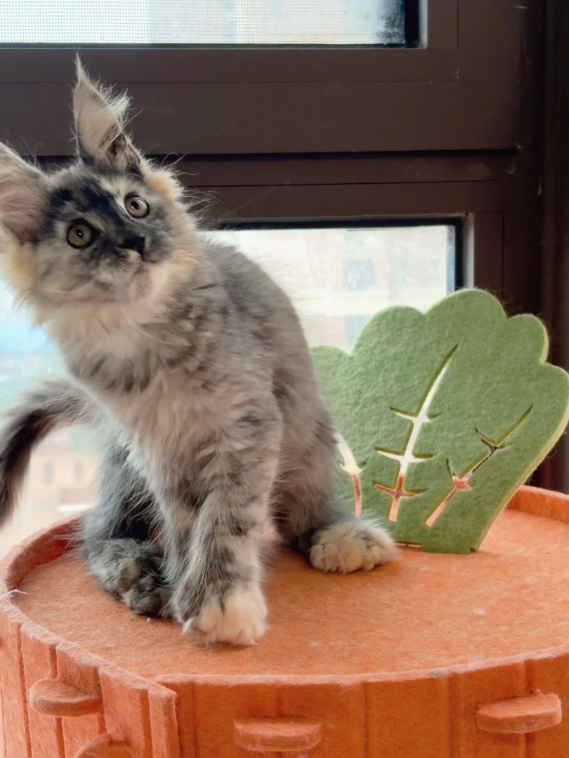 玳瑁色大脚妹妹开脸比较漂亮