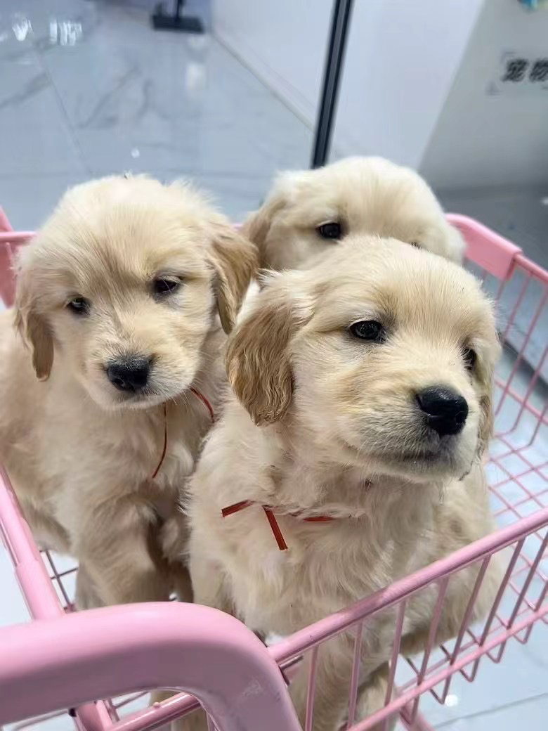 金毛幼犬,可爱活泼,性格温顺,适合家庭养殖