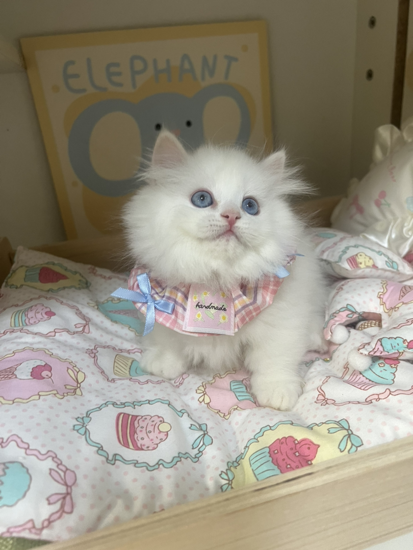 梵白蓝眼矮脚拿破仑弟弟