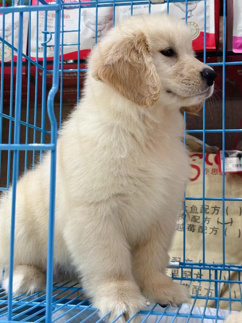 金毛幼犬公母都有，繁育场直销