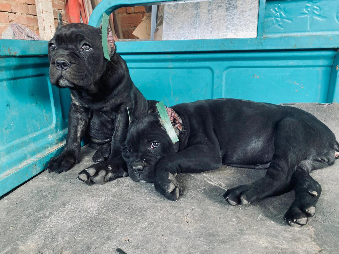 卡斯罗幼犬,威武霸气,忠诚护主,彰显独特魅力