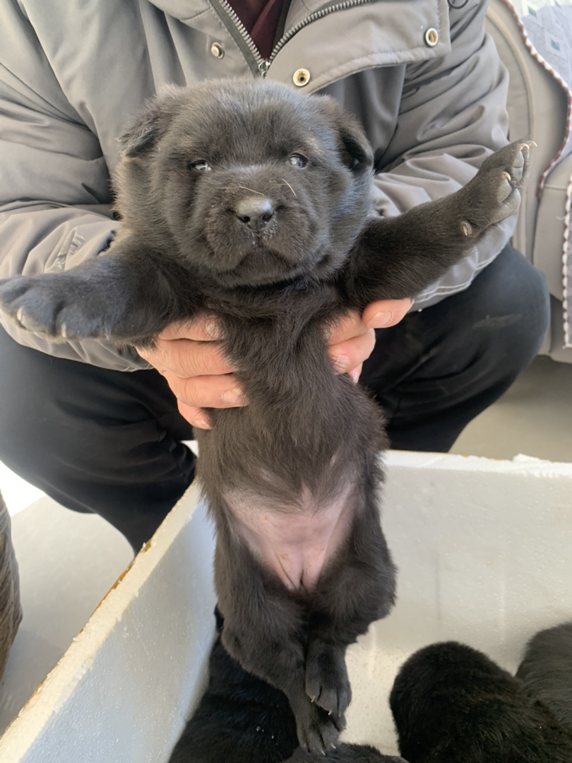 五黑犬广西土猎犬