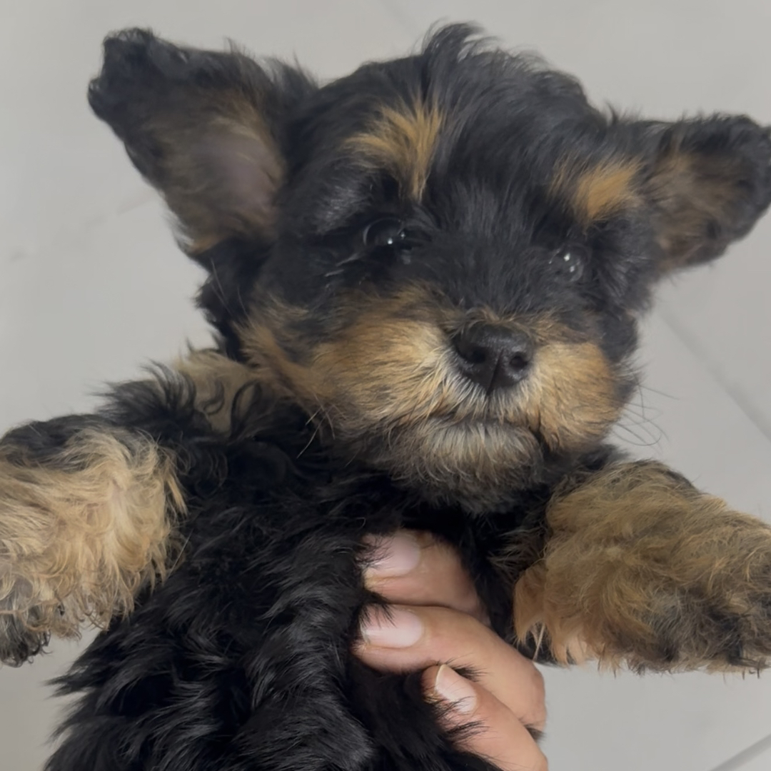 毛量超大，河南包邮