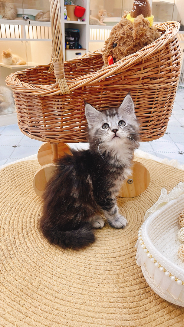 缅因猫幼崽,“温柔巨人”潜力股,毛发浓密花纹美,温顺亲人,家庭饲养佳选