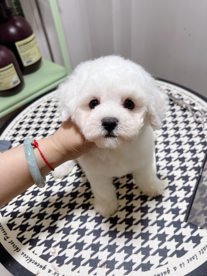 可爱比熊犬,棉花糖般的毛球,温顺乖巧超治愈