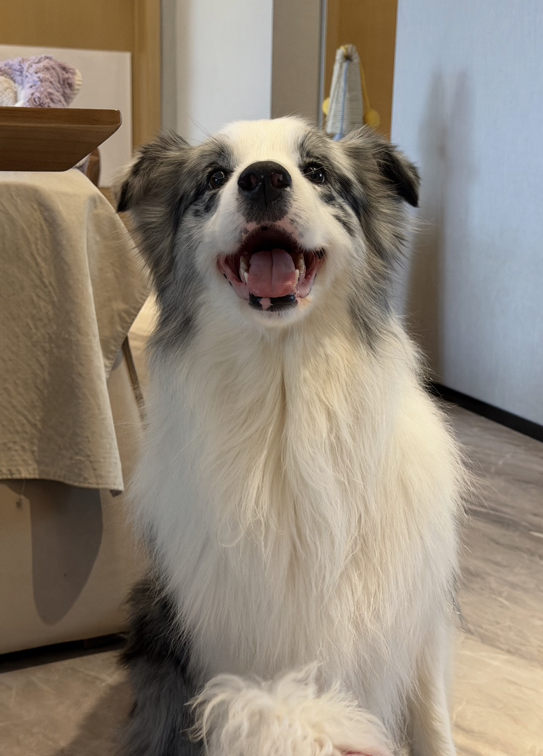 出售成犬边牧❤️七白三通