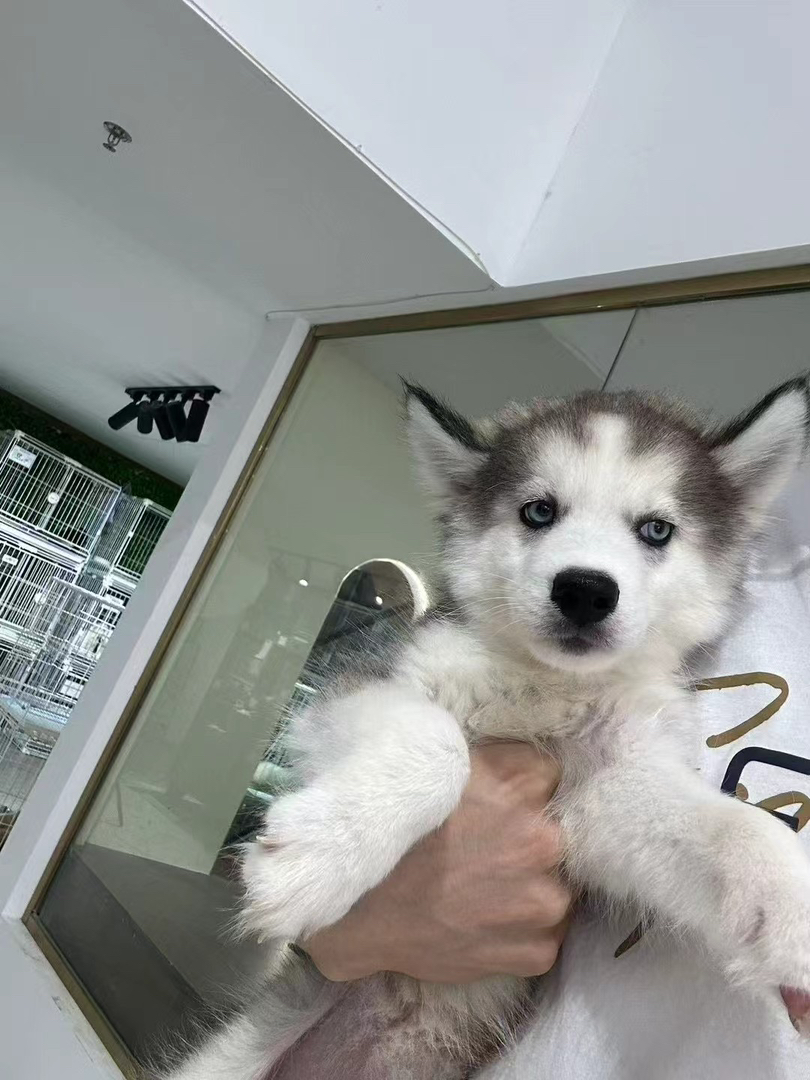 哈士奇幼犬,颜值爆表,蓝眼白毛,个性独特惹人爱