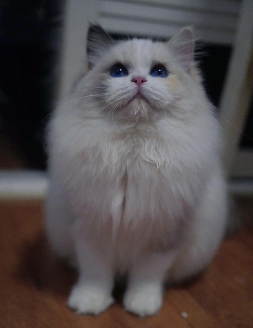 玳瑁色布偶妹妹 性格活泼 软软糯糯的小仙女