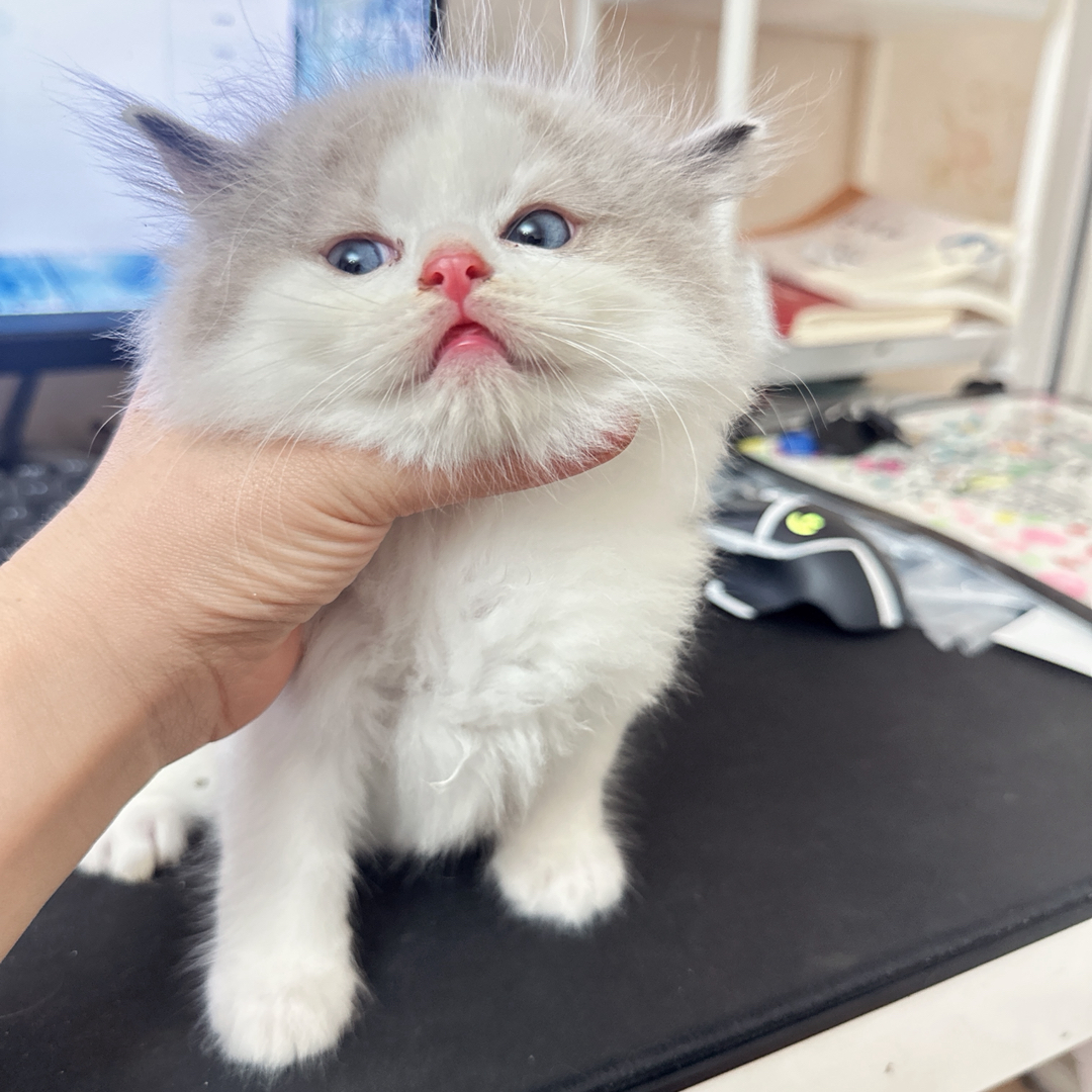 布偶猫