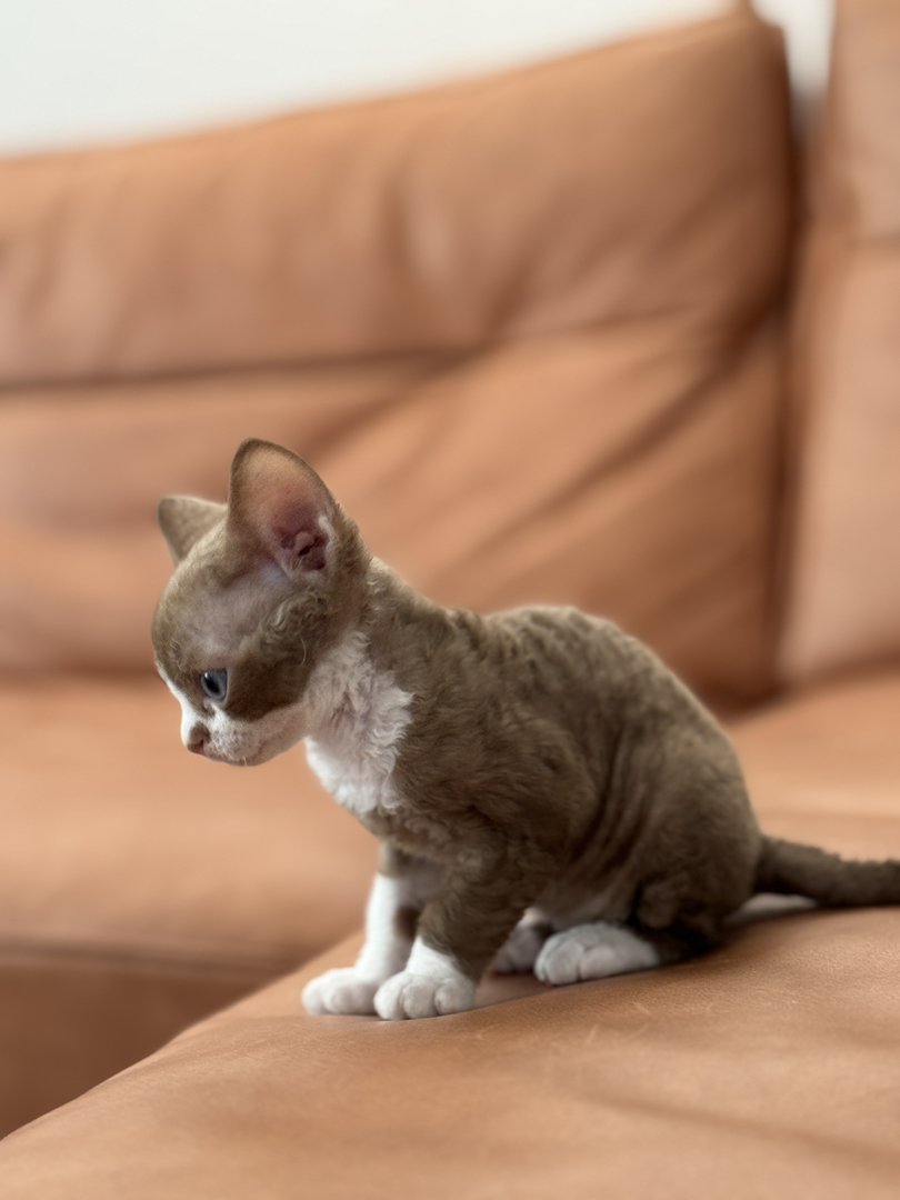 德文卷毛猫，咖白，脸上有个性小色块，性格黏人，聪明易训练，家庭散养溜达猫