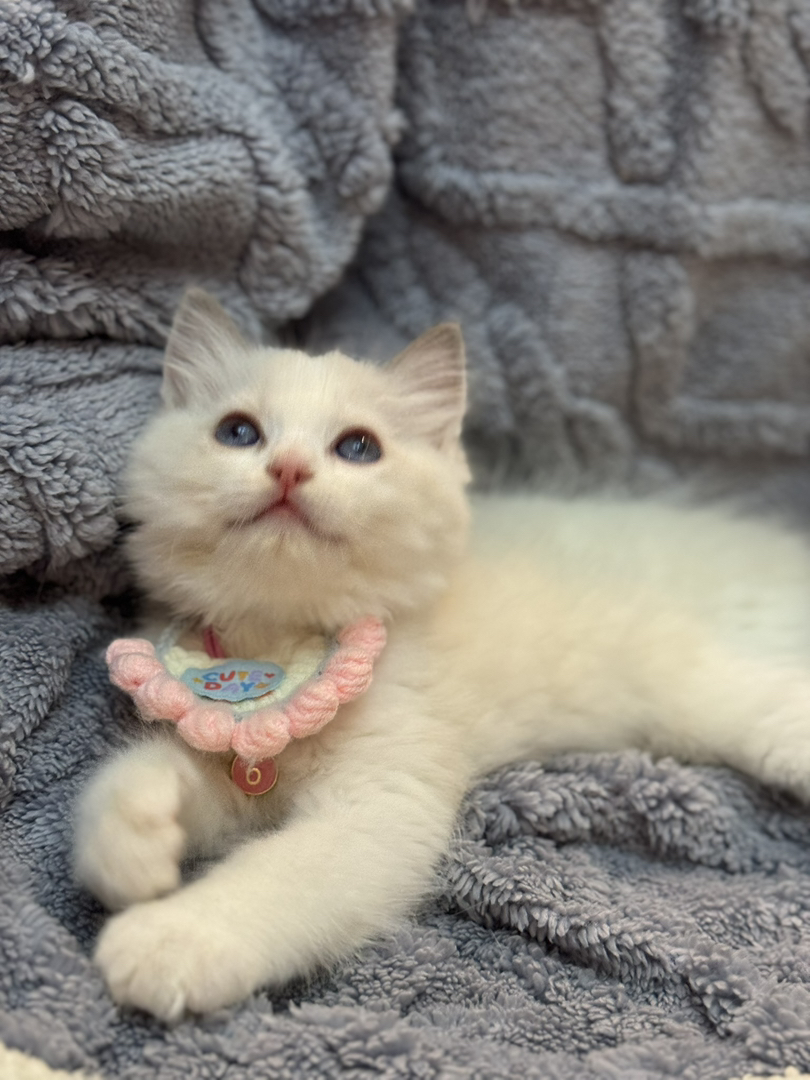 蓝双布偶猫已打疫苗驱虫保障终身售后。金渐层布偶银渐层金吉拉暹罗蓝猫银点猫