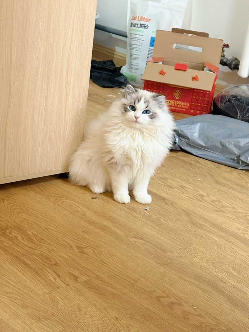 新脸山猫布偶