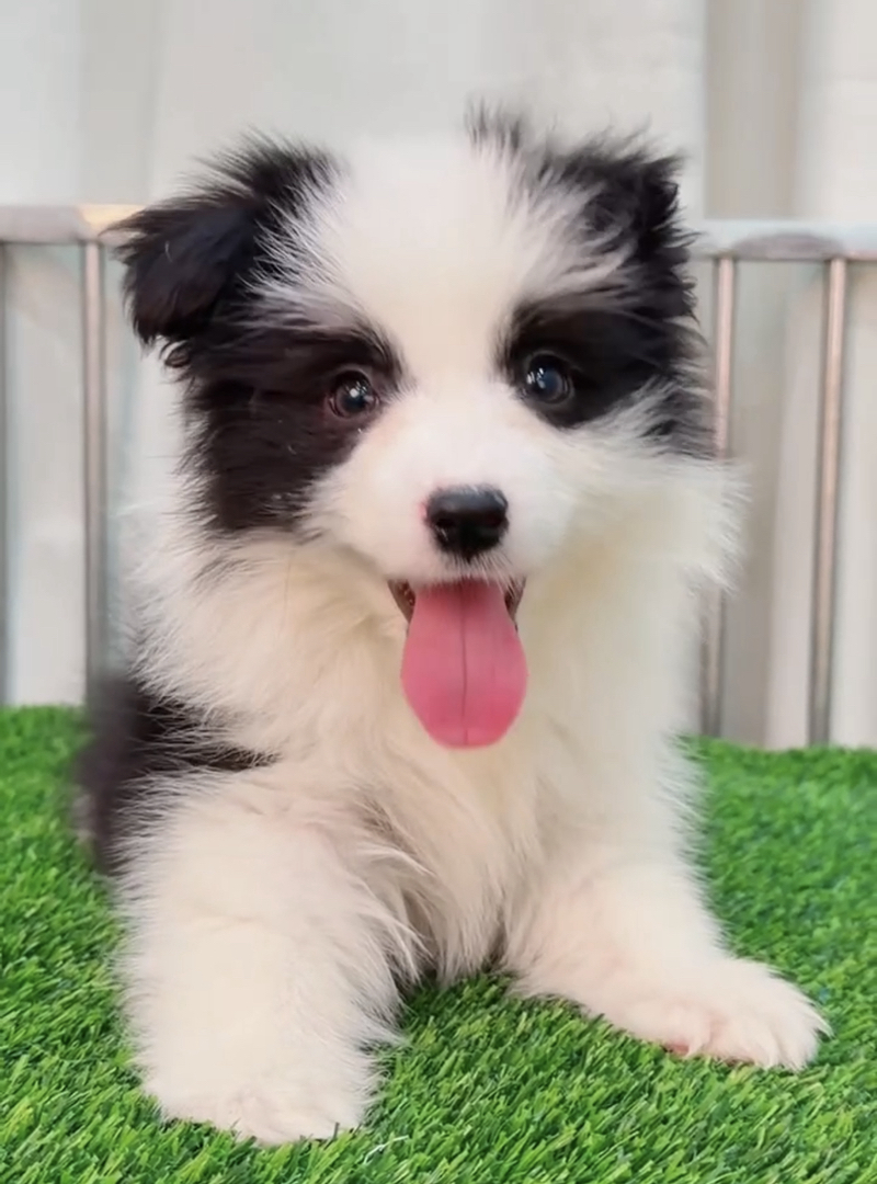 双血统⭐带证书芯片⭐边境牧羊犬