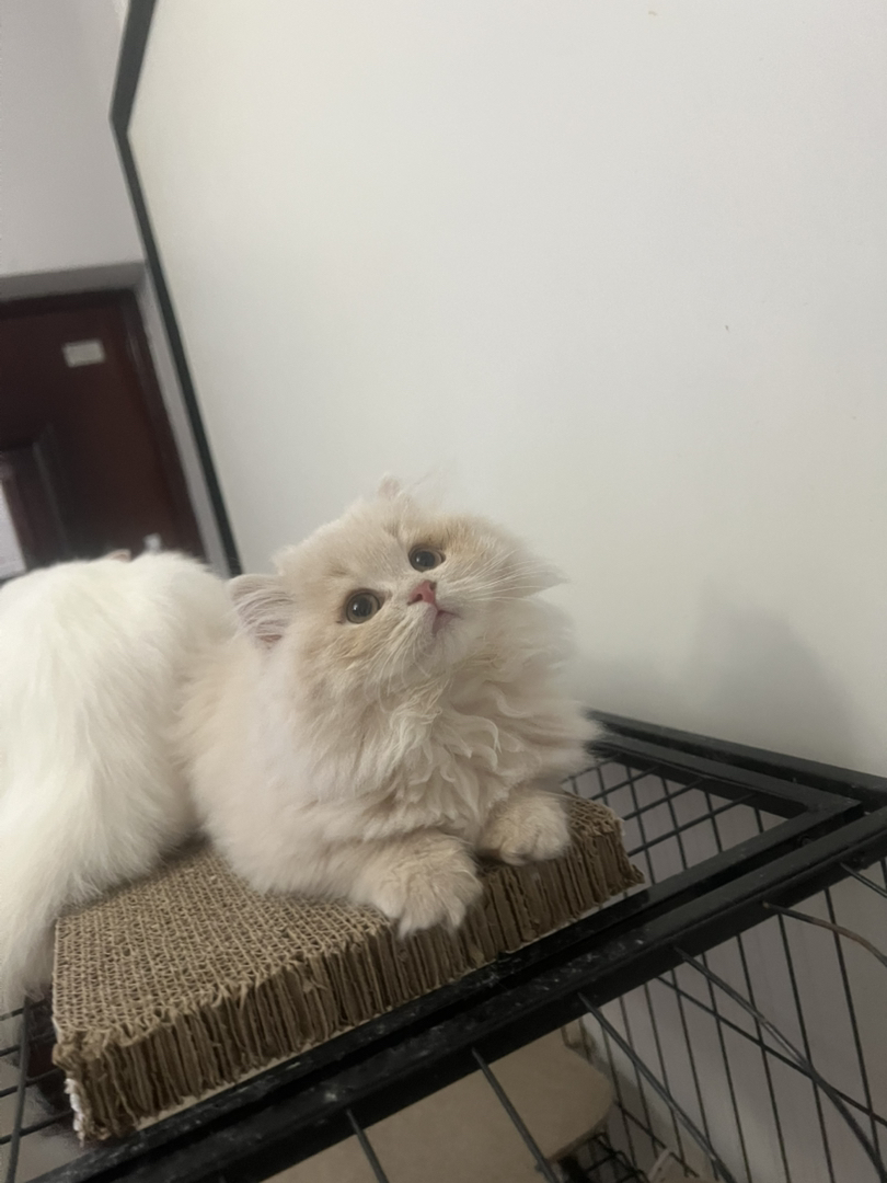 米努特稀有色高地弟弟