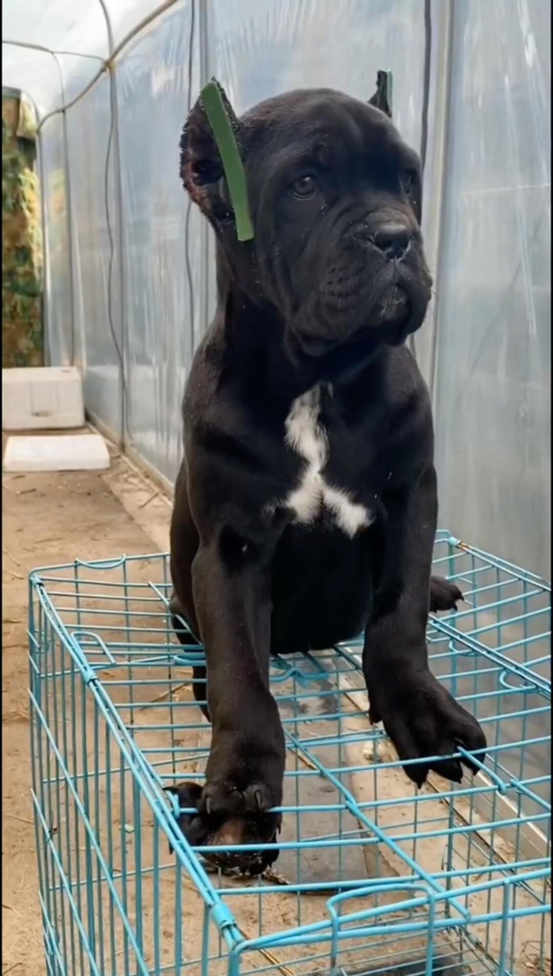 卡斯罗幼犬,威武霸气,忠诚护主,彰显独特魅力