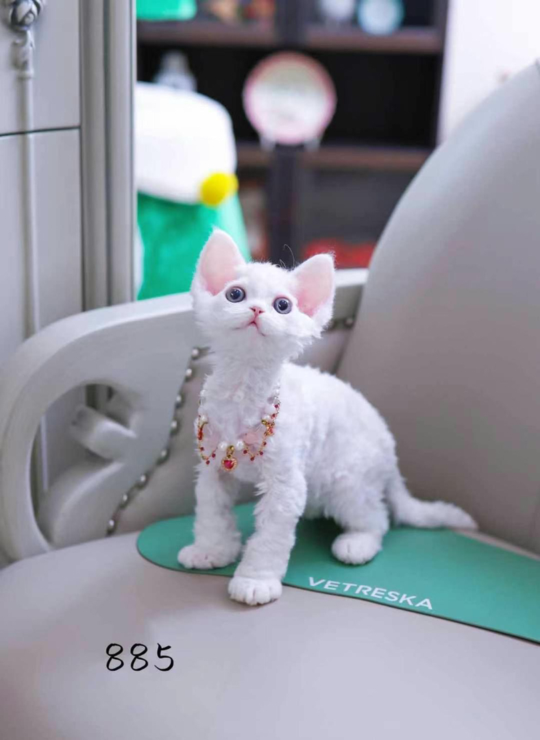 纯白德文猫❤