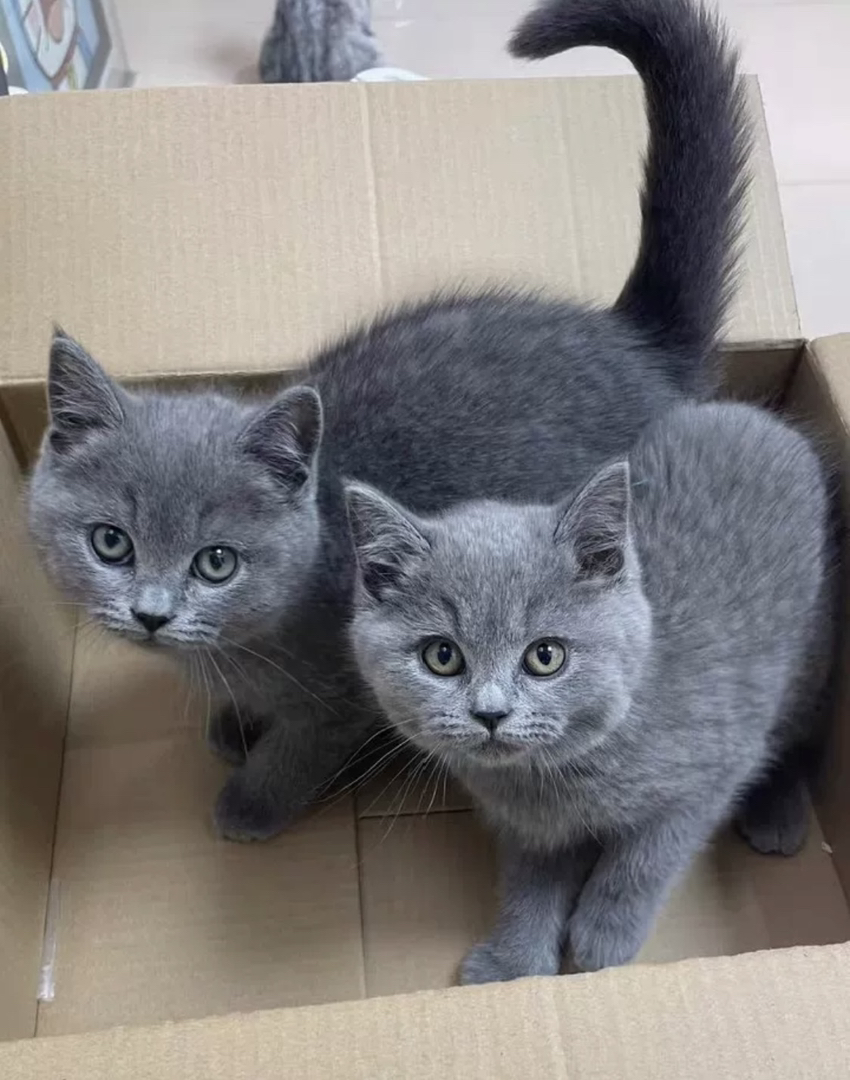蓝猫已打疫苗驱虫保障终身售后。金渐层布偶银渐层金吉拉暹罗蓝猫银点暹罗猫