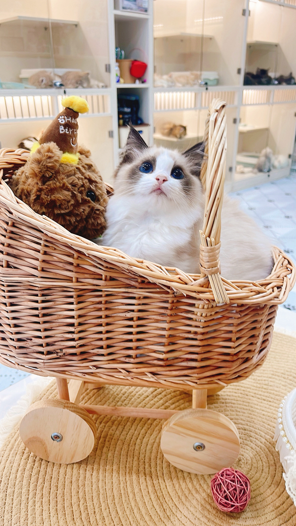 布偶猫(仙女猫),蓝眼蓬松毛,品相甜美,温顺粘人,家庭伴侣优选