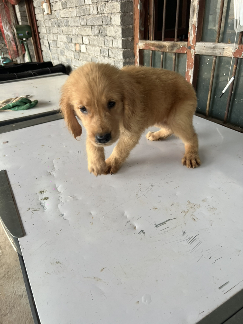 金毛幼犬，可爱呆萌，温顺乖巧，是理想的家庭陪伴犬