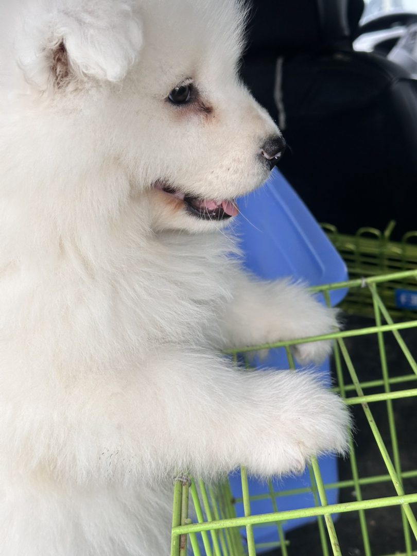 萨摩耶幼犬，雪白蓬松，颜值爆表，温顺可爱萌翻天
