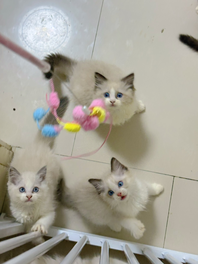 布偶猫幼崽,蓝眼白毛颜值高,温顺粘人超可爱