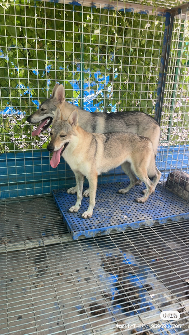 真正的赛级捷克狼犬