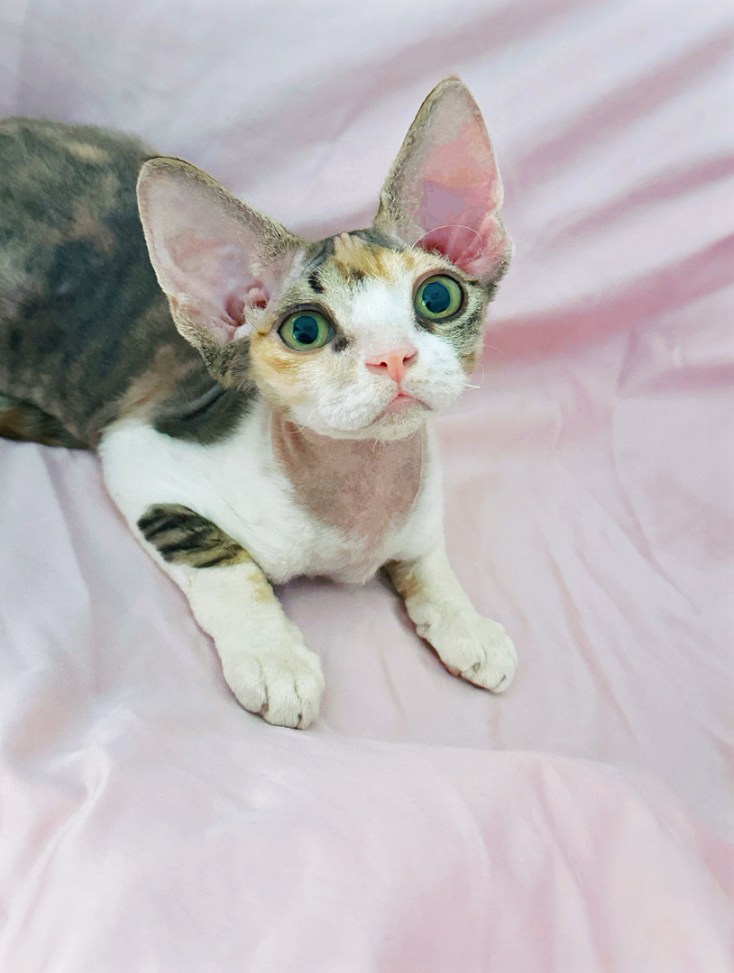 高颜值德文卷毛猫三花妹妹