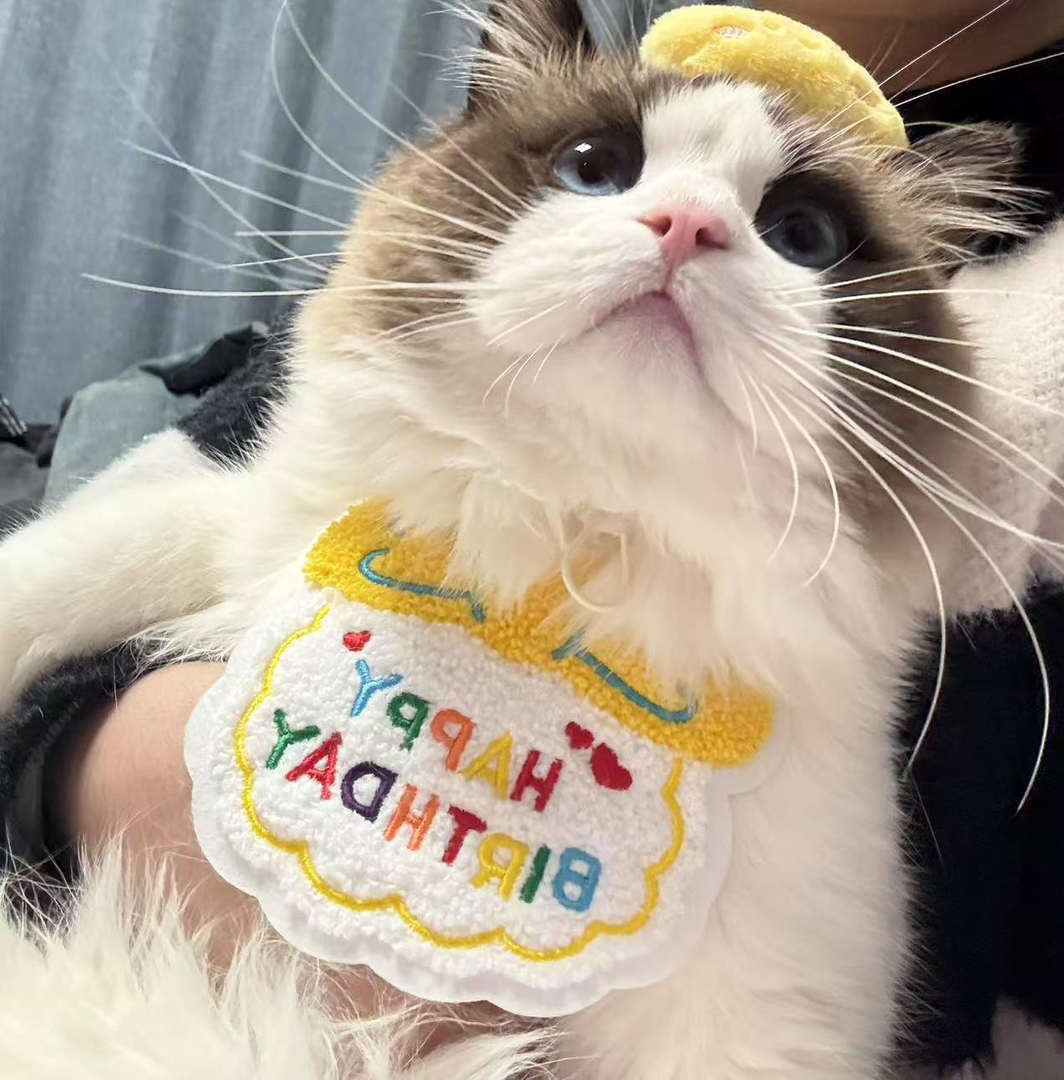 布偶猫