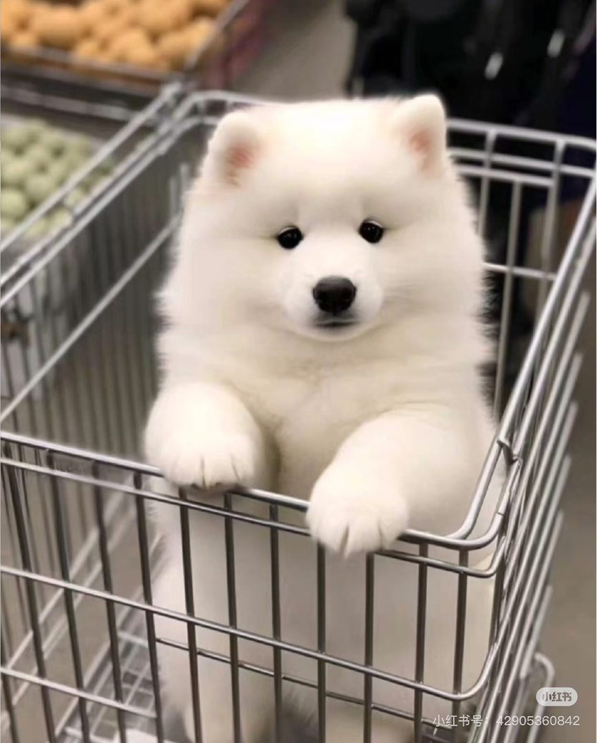 熊版萨摩耶