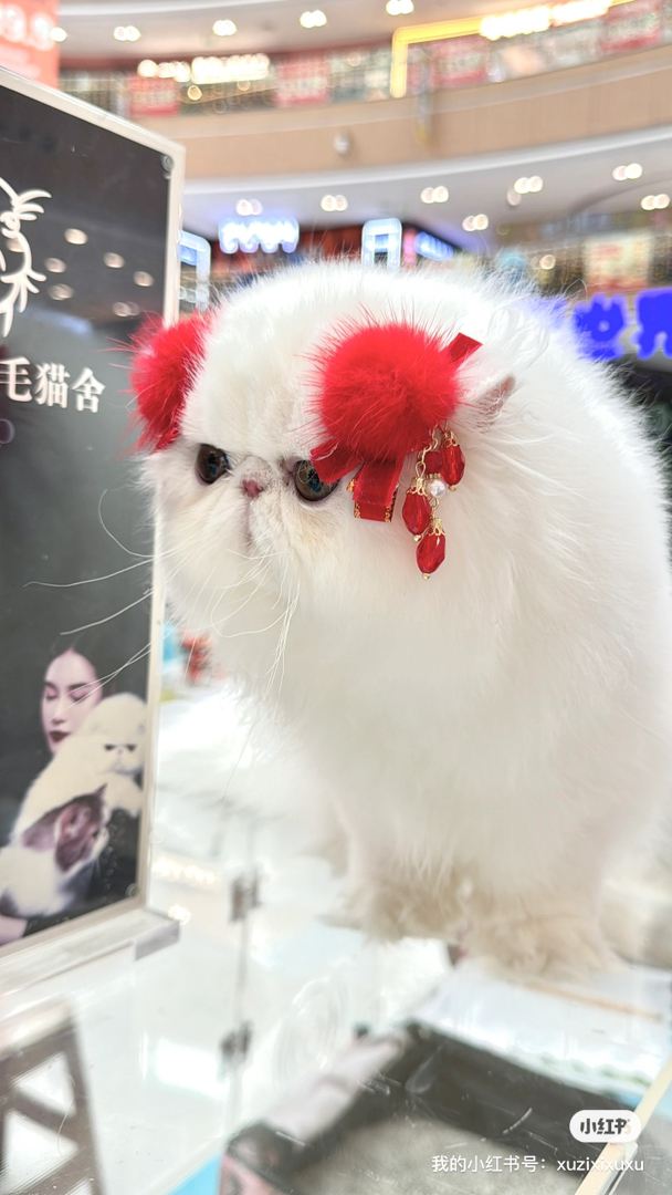 加菲长毛波斯猫纯白扁脸猫MM