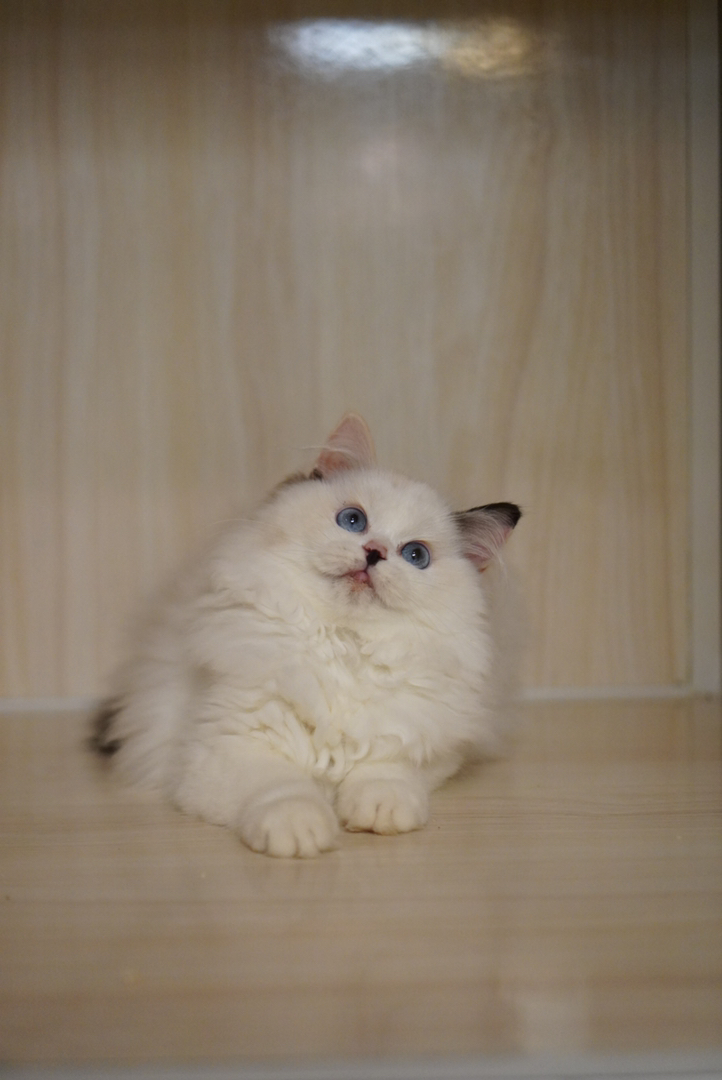 高颜值布偶猫，蓝眼白毛仙气足，温顺可爱的贴心伴侣